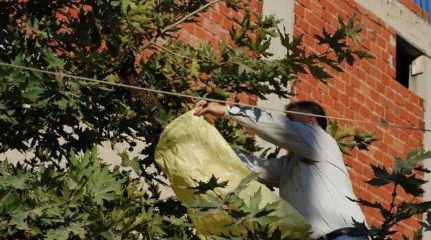 Kovanından Ka&ccedil;an Arılar Ağaca Yuvalandı