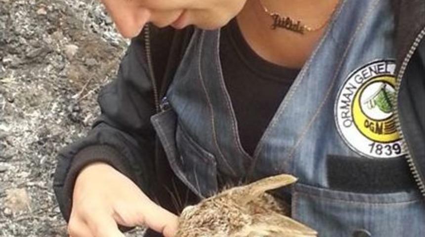 Yavru Tavşanı Ormancılar Kurtardı