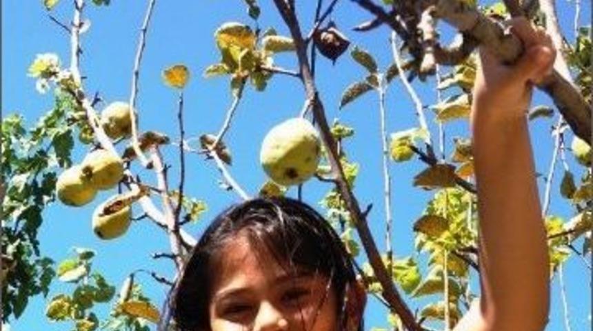 Hayret! Armut Ağacı &Ccedil;i&ccedil;ek A&ccedil;tı