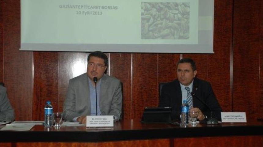 Antepfıstığı Sorununa Çözüm Arandı