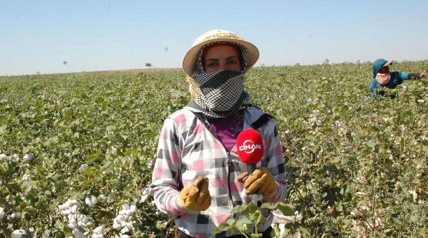 T&uuml;rkiye'ye Sığınan Suriyeliler Pamuk Tarlalarında &Ccedil;alışıyor