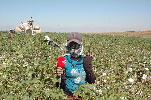 Türkiye'ye Sığınan Suriyeliler Pamuk Tarlalarında Çalışıyor