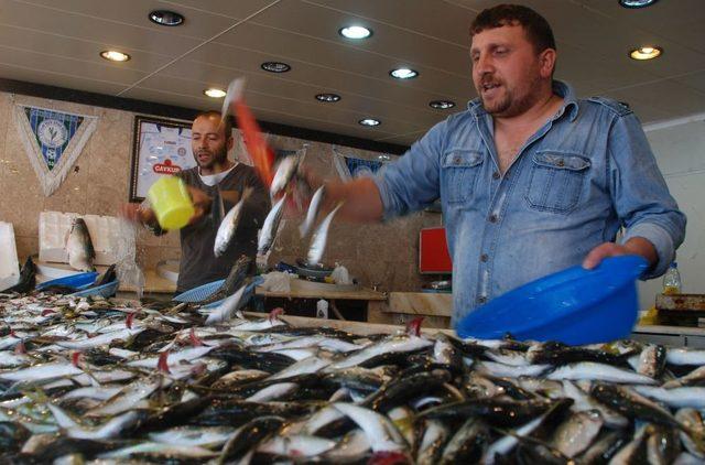 Rizeli Vatandaşlar Balık Fiyatlarından Memnun