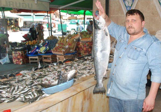 Rizeli Vatandaşlar Balık Fiyatlarından Memnun