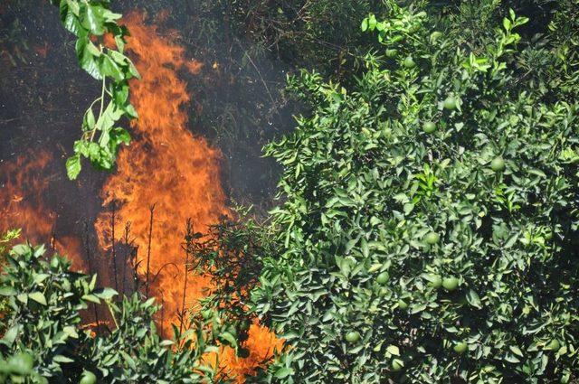 &Ccedil;ocukların Attığı Sigara Izmariti K&ouml;y&uuml; Yakıyordu 3