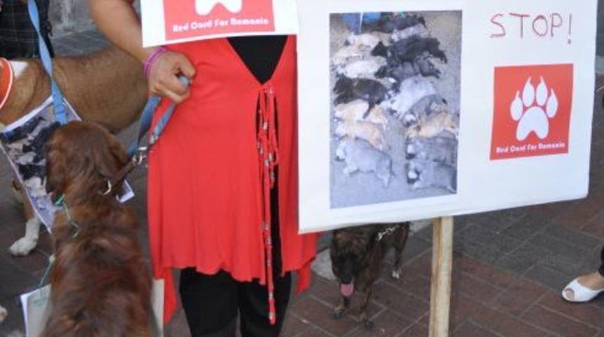 Romanya'daki Köpek Ölümlerini Protesto Ettiler