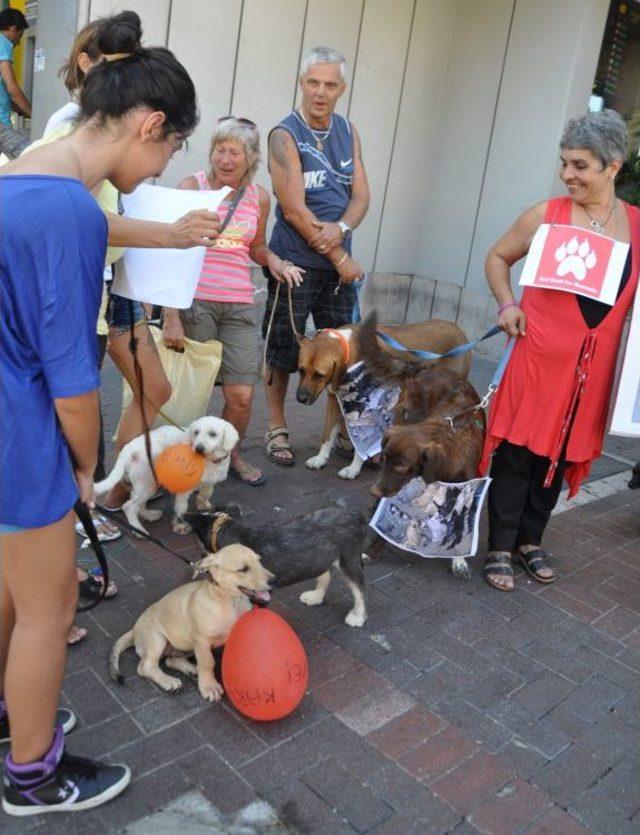 Romanya'daki Köpek Ölümlerini Protesto Ettiler