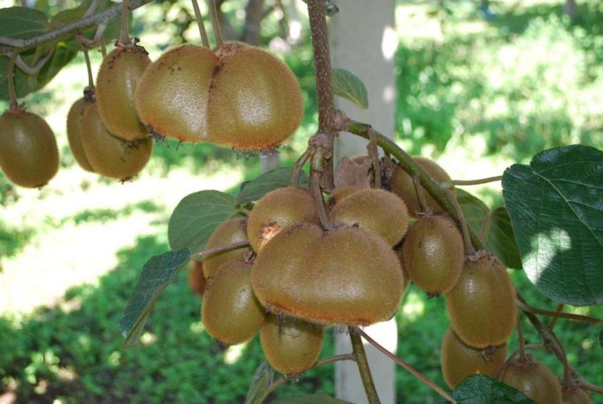 "Kivi &Uuml;retimimiz T&uuml;rkiye'nin Ihtiyacını Karşılamıyor"