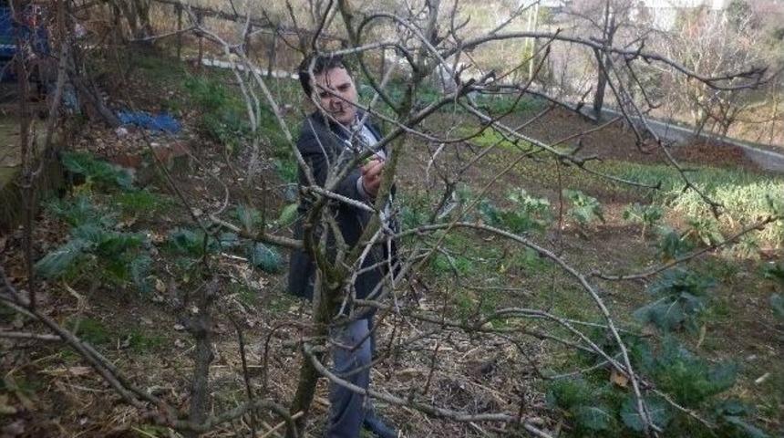 T&uuml;rkoğlu&rsquo;ndan Fındık Hasadı Sonrası Bakım Uyarısı