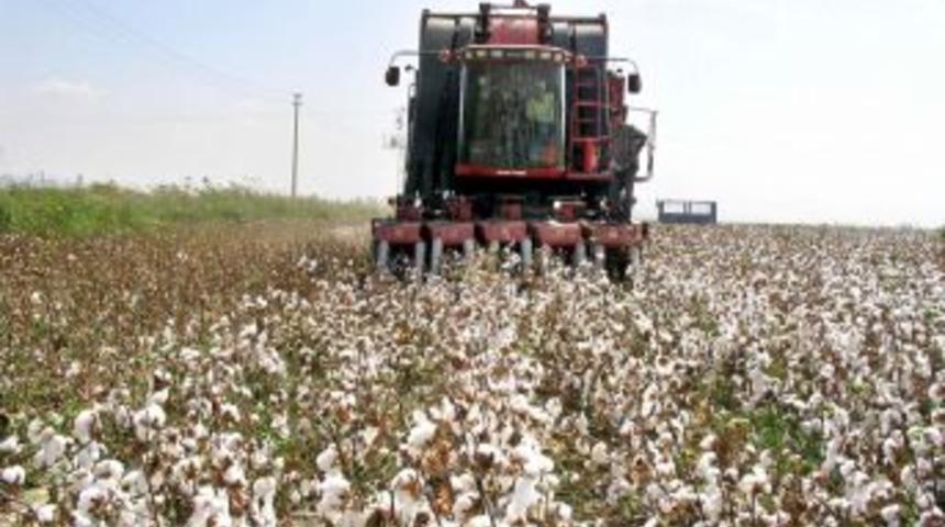 Pamuk Toplama Fiyatları Belirlendi