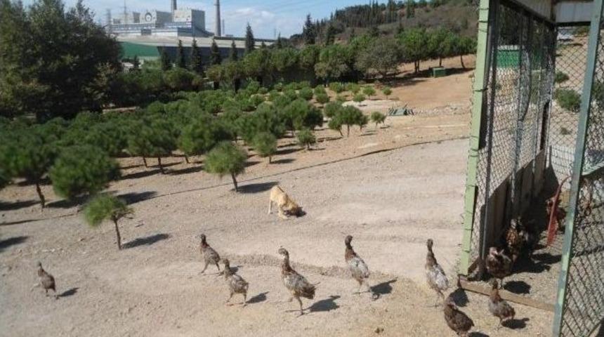 İ&ccedil;daş, Kene İle &lsquo;doğal Yoldan&rsquo; M&uuml;cadele Edecek