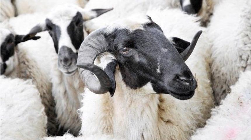 Koyun Ke&ccedil;i Panayırı&rsquo;nda En G&uuml;zeller Se&ccedil;ilecek