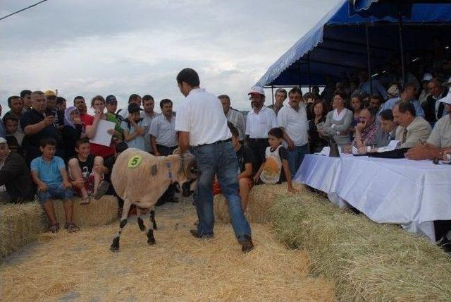 Koyun Ke&ccedil;i Panayırı&rsquo;nda En G&uuml;zeller Se&ccedil;ilecek 1