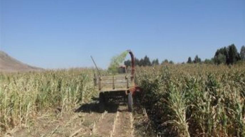 Silajlık Mısır Tarla G&uuml;n&uuml; Yapıldı