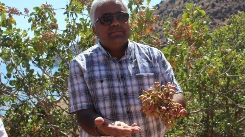 Gevaş Fıstığı Gaziantep Fıstığına Rakip