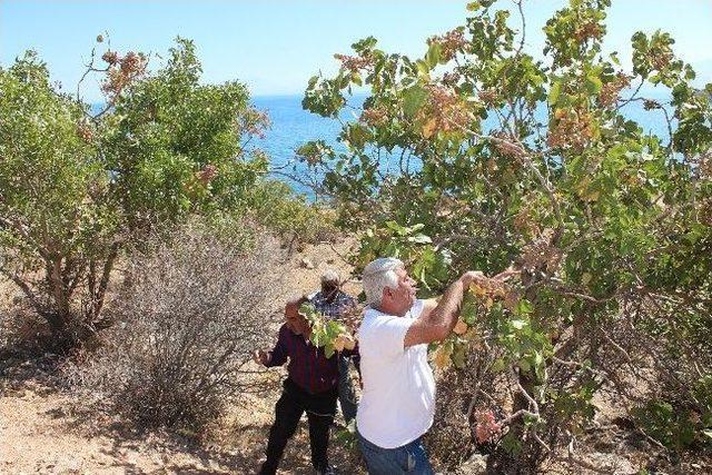 Gevaş Fıstığı Gaziantep Fıstığına Rakip 1