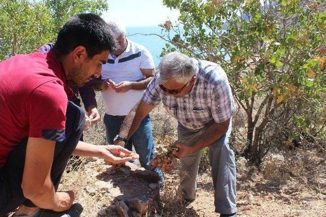 Gevaş Fıstığı Gaziantep Fıstığına Rakip 2