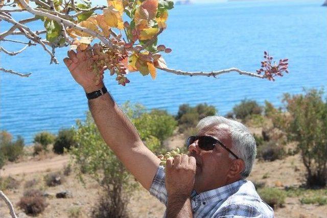 Gevaş Fıstığı Gaziantep Fıstığına Rakip 3