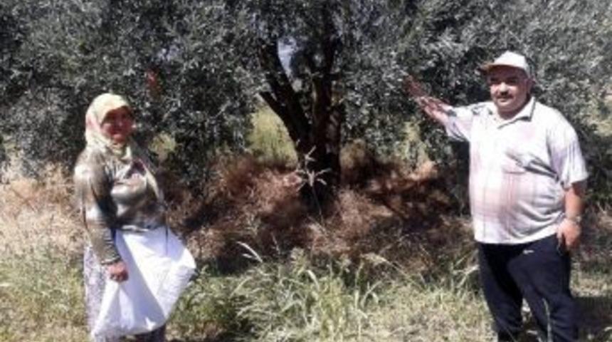 'yamalak Sarısı'nda Hasat Zamanı