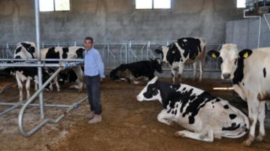 Hayvancılık Desteği Kapsamında 40 Aileye 240 D&uuml;ve Dağıtıldı