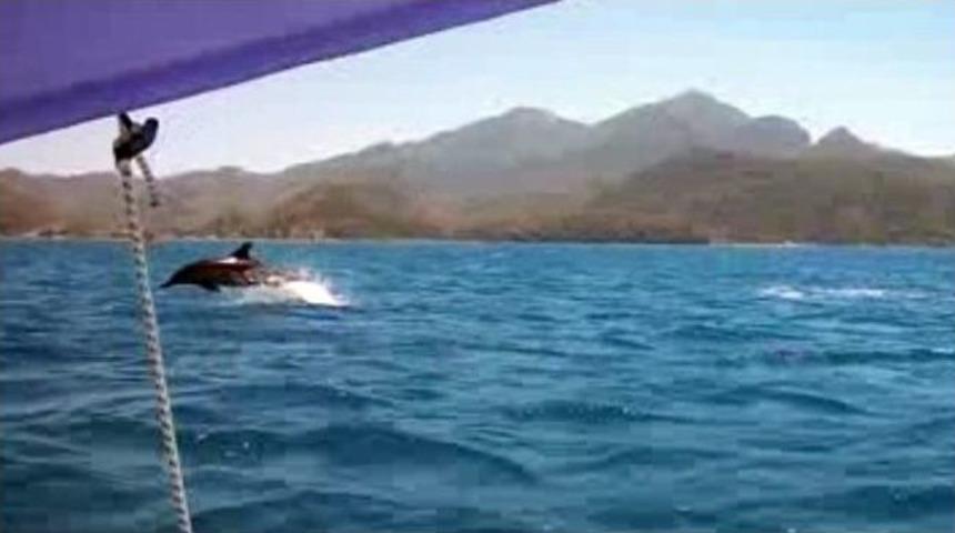 Sevimli Yunusların Yatla Yarışı Hayran Bıraktı