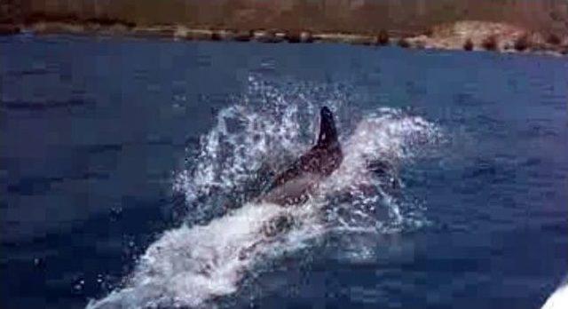 Sevimli Yunusların Yatla Yarışı Hayran Bıraktı 1