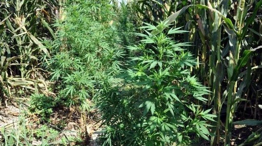 K&ouml;şk&rsquo;te Uyuşturucu Operasyonları Devam Ediyor