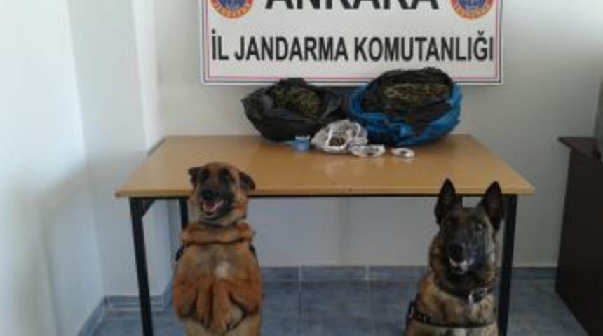 Jandarmanın 'hassas Burunları' Uyuşturucuya Ge&ccedil;it Vermiyor