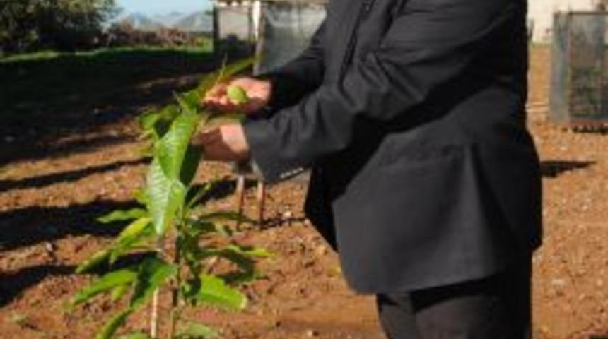 Mango, Coğrafi Işaretli &Uuml;r&uuml;nler Arasında Yer Alacak