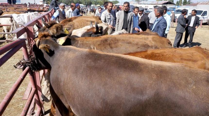 Kurbanlıklar Pazara Indi, Besici Fiyatların D&uuml;ş&uuml;kl&uuml;ğ&uuml;nden Şikayet&ccedil;i