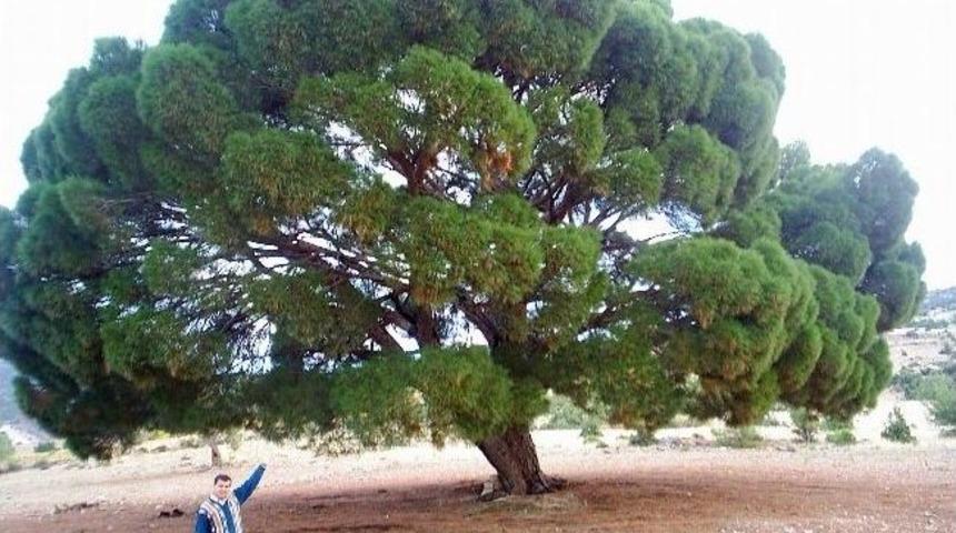 300 Yıllık &Ccedil;am Ağacı Yoğun İlgi G&ouml;r&uuml;yor