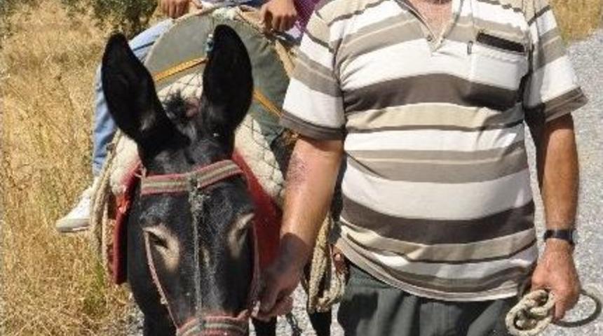 Servis Yoksa Eşek Var