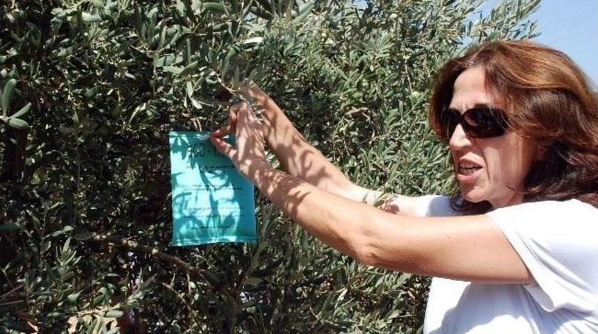 Didim&rsquo;de Zeytin Sineğiyle Organik M&uuml;cadele Ediliyor