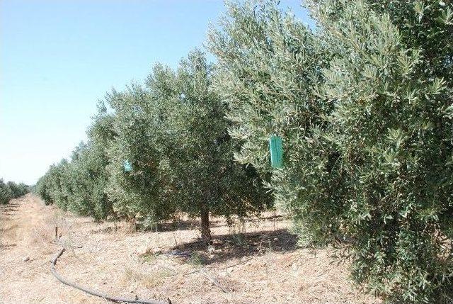 Didim’de Zeytin Sineğiyle Organik Mücadele Ediliyor 2