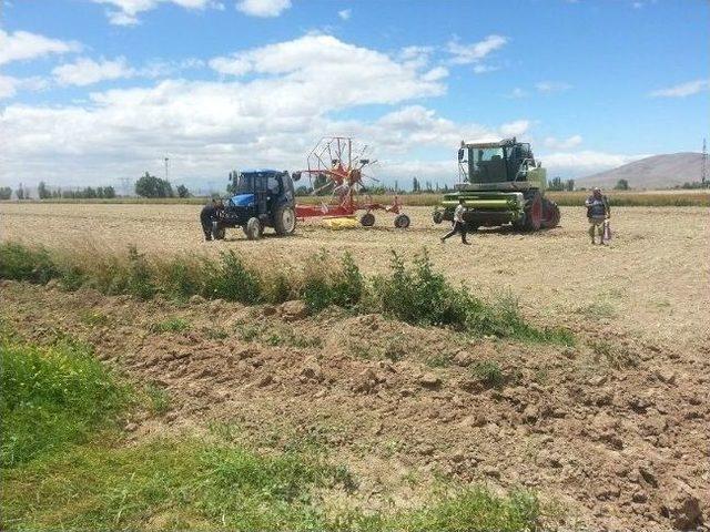 İkinci Ürün Yem Bitkisinde Başarıya Ulaşıldı