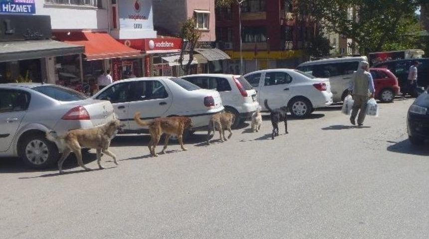 Bilecik'te Başıboş K&ouml;pekler Tehlike Sa&ccedil;ıyor