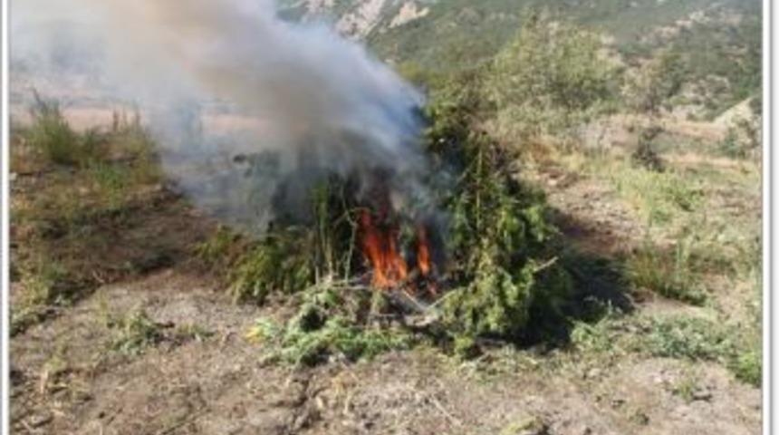 Palu kırsalında kenevir operasyonu