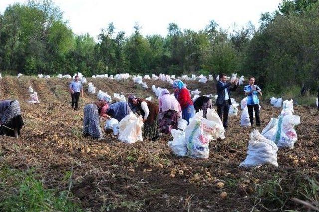 Kastamonu’da Patates Tarla Günü Düzenlendi