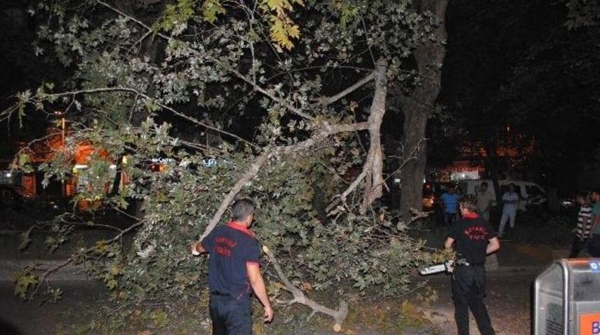 Kocaeli'nin En İşlek Caddesinde Ağa&ccedil; Devrildi