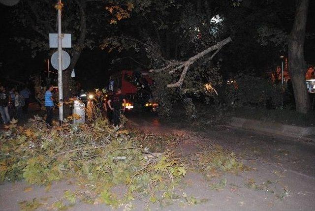 Kocaeli'nin En İşlek Caddesinde Ağaç Devrildi