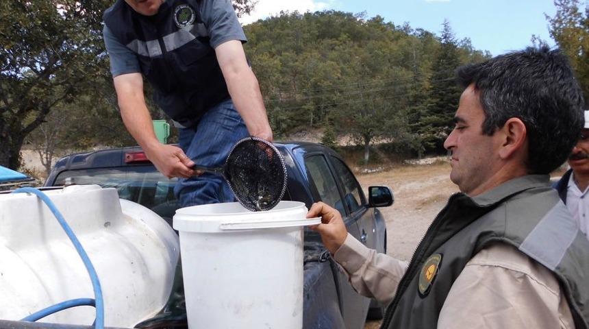 Reşadiye Zınav G&ouml;l&uuml;&rsquo;ne 30 Bin Alabalık Salındı