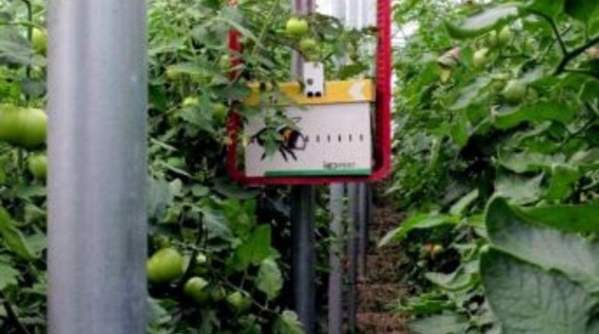 2013 Yılı Bambus Arı Destekleme Başvuruları Başladı