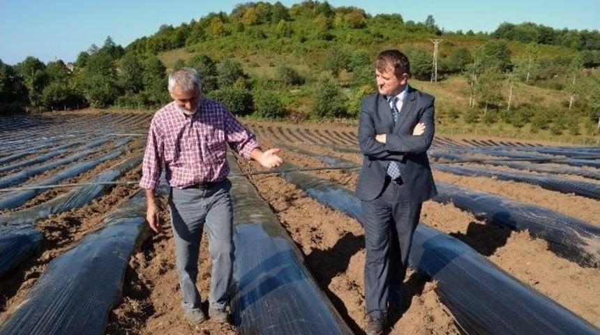 Karadeniz&rsquo;in En B&uuml;y&uuml;k &Ccedil;ilek Tarlası Ordu&rsquo;ya Kuruluyor