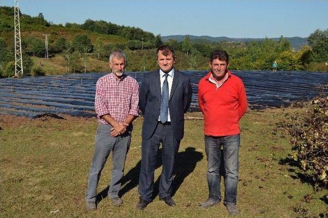 Karadeniz&rsquo;in En B&uuml;y&uuml;k &Ccedil;ilek Tarlası Ordu&rsquo;ya Kuruluyor 1