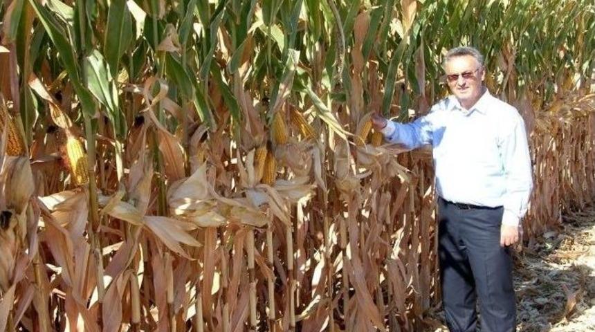 Manisa'da Mısır Hasadı Başladı