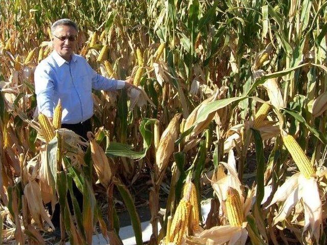 Manisa da Mısır Hasadı Başladı 1