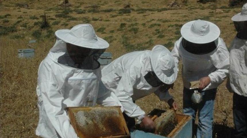 Hakkari&rsquo;de 380 Arılı Kovan İncelendi