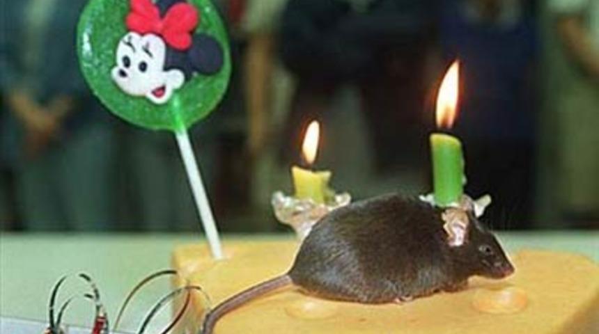 Klonlanmış 10 hayvan