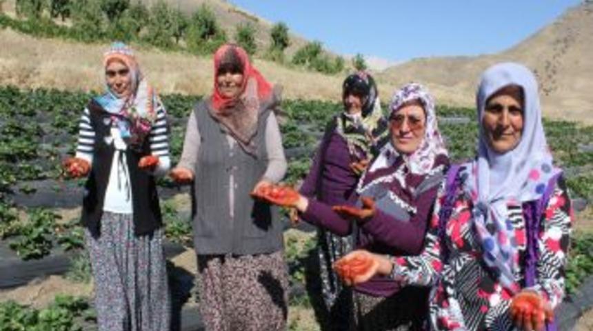 K&ouml;yde &Uuml;retilen &Ccedil;ilek, 'kınallı Ellerin' Y&uuml;z&uuml;n&uuml; G&uuml;ld&uuml;recek