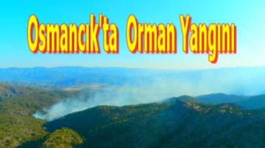 Osmancık'ta orman yangını